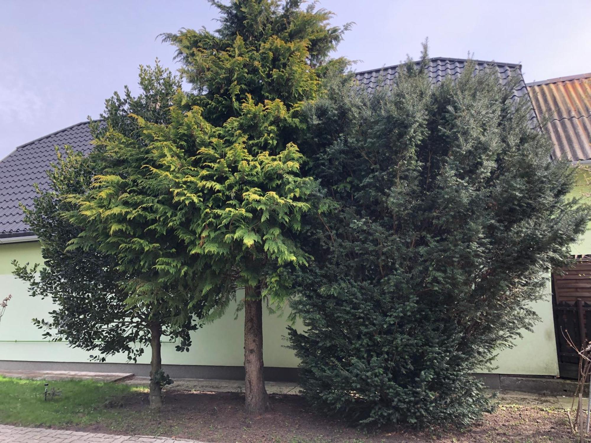 Bakonyi Mamutfenyo Vendeghaz Apartment Tés Exterior foto